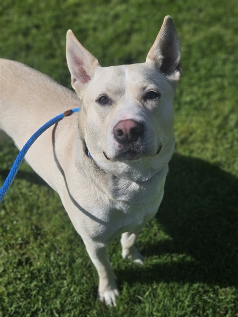 available dog image
