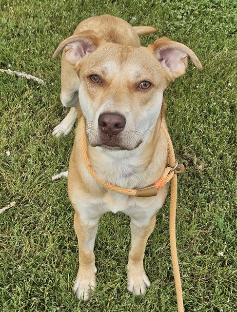 available dog image