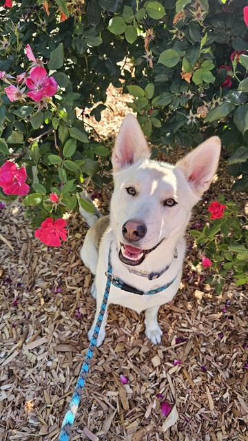 available dog image