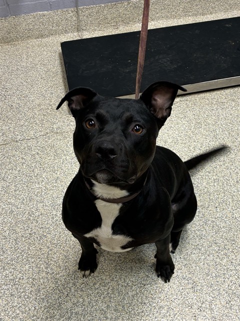available dog image