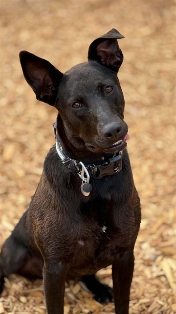 available dog image