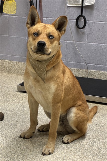 available dog image