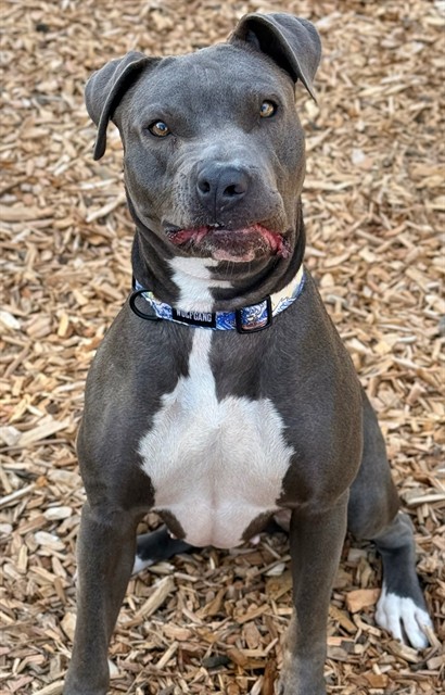 available dog image